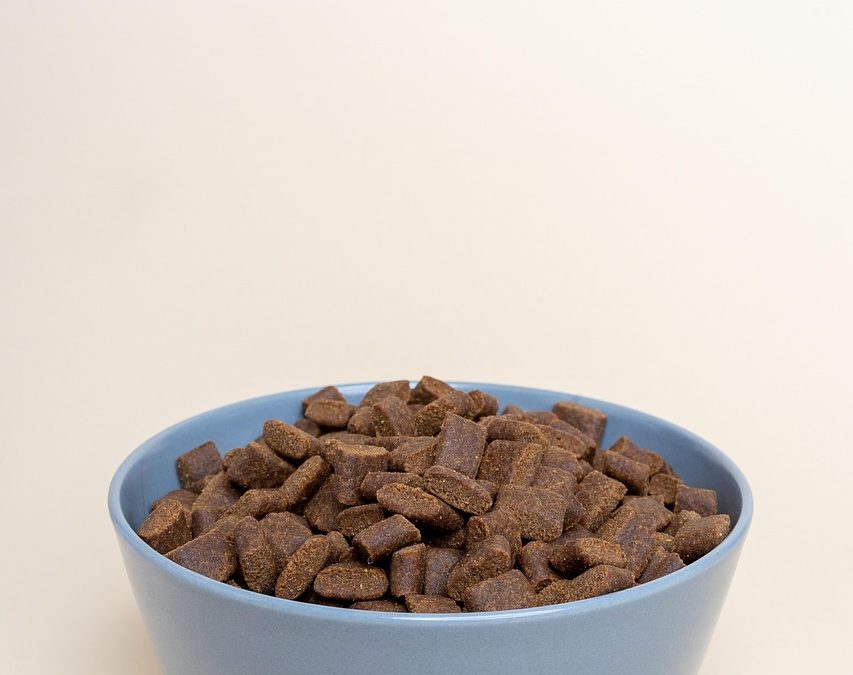 🐾 L’alimentation premium et sur mesure : une révolution dans la gamelle de nos chiens